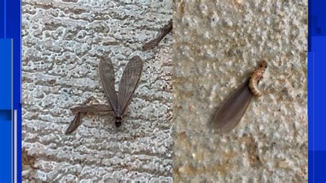 What were those tiny winged insects in Kensington, North Berkeley after recent rains?